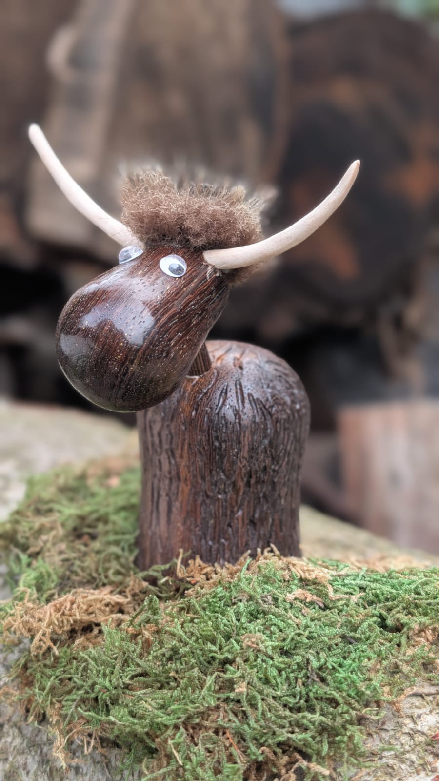 curious Highland cow