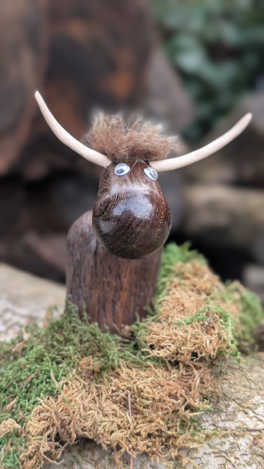 curious Highland cow