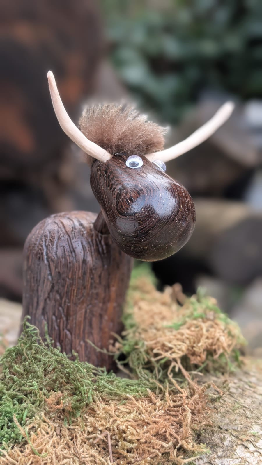 curious Highland cow